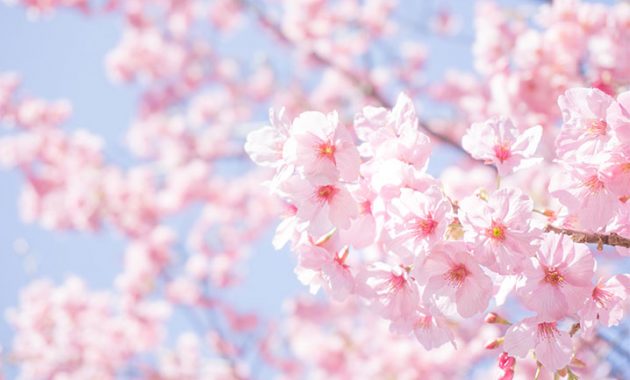 大阪市浪速区のお花見スポット・桜が美しい公園を紹介